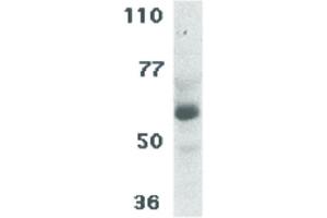 Image no. 1 for anti-TRAF3 Interacting Protein 2 (TRAF3IP2) (C-Term) antibody (ABIN6655287)