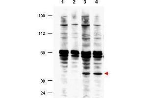 Western blot using  affinity purified anti-FANCF antibody shows detection of FANCF present in a lysate prepared from a Fanconi anemia complementation group F patient lymphoblast after retroviral correction using hFANCF cDNA (lanes 3 and 4).
