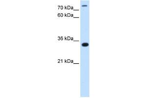 Image no. 1 for anti-TAM41, Mitochondrial Translocator Assembly and Maintenance Protein (TAMM41) (N-Term) antibody (ABIN2783108)