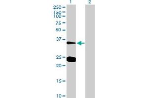 Western Blot analysis of NXPH3 expression in transfected 293T cell line by NXPH3 MaxPab polyclonal antibody.