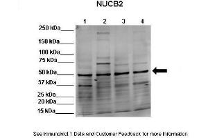 Image no. 3 for anti-Nucleobindin 2 (NUCB2) (Middle Region) antibody (ABIN2774832)