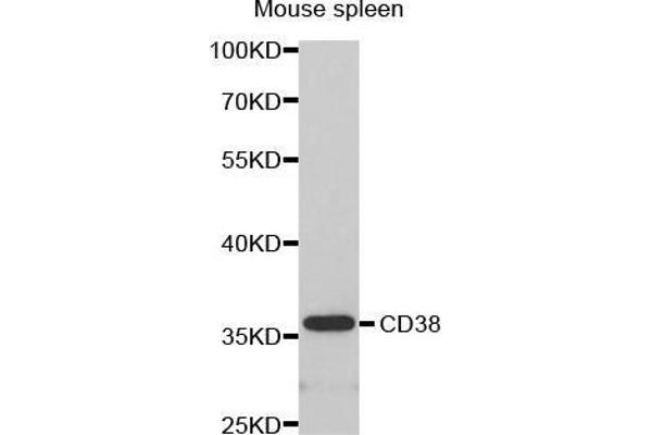 CD38 anticorps  (AA 1-300)