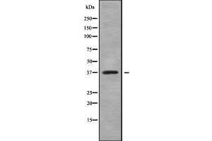 Image no. 1 for anti-Transcription Factor 19 (TCF19) (Internal Region) antibody (ABIN6265498)