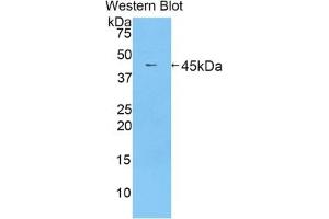 Western Blotting (WB) image for Lactotransferrin (LTF) ELISA Kit (ABIN6574204)