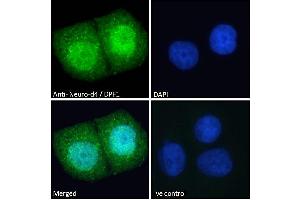 Image no. 2 for anti-D4, Zinc and Double PHD Fingers Family 1 (DPF1) (C-Term) antibody (ABIN184922)