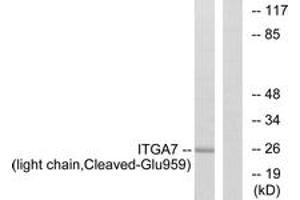 Image no. 1 for anti-Integrin, alpha 7 (ITGA7) (AA 940-989), (Cleaved-Glu959) antibody (ABIN1536135)