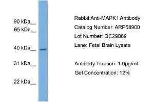Image no. 2 for anti-Mitogen-Activated Protein Kinase 1 (MAPK1) (Middle Region) antibody (ABIN2787871)