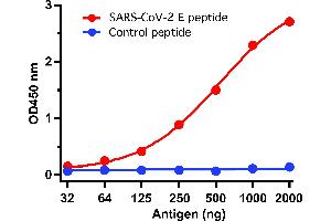 Image no. 2 for anti-SARS-CoV-2 Envelope (SARS-CoV-2 E) (N-Term) antibody (ABIN1031551)