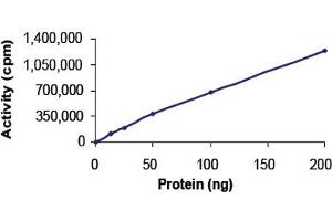 Image no. 2 for Calcium/calmodulin-Dependent Protein Kinase II alpha (CAMK2A) protein (GST tag) (ABIN5570260)