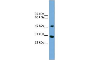 CRLS1 antibody  (Middle Region)