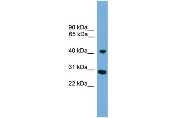 CRLS1 antibody  (Middle Region)