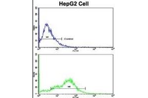CD38 anticorps  (C-Term)