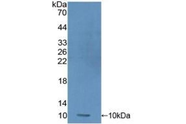 PRM1 antibody  (AA 2-51)