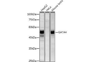GATA4 抗体