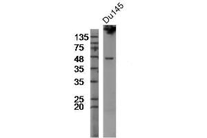 Image no. 3 for anti-Transmembrane Protease, serine 2 (TMPRSS2) (AA 301-400) antibody (ABIN716876)
