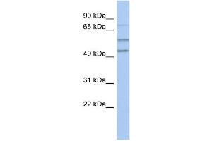 Image no. 1 for anti-Neural Precursor Cell Expressed, Developmentally Down-Regulated 1 (NEDD1) (N-Term) antibody (ABIN2785241)