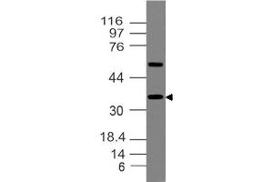 Image no. 1 for anti-Transcription Factor MafA (MAFA) (AA 192-353) antibody (ABIN5027344)