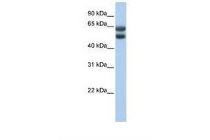 Image no. 1 for anti-Zinc Finger Protein 331 (ZNF331) (AA 51-100) antibody (ABIN6737784)
