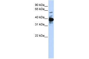 Image no. 1 for anti-Nuclear Factor (Erythroid-Derived 2), 45kDa (NFE2) (Middle Region) antibody (ABIN2787523)
