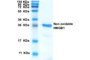 Image no. 1 for High Mobility Group Box 1 (HMGB1) (Non-oxidizable) (Active) protein (ABIN1176829)