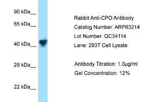 Image no. 1 for anti-Carboxypeptidase O (CPO) (N-Term) antibody (ABIN2789415)