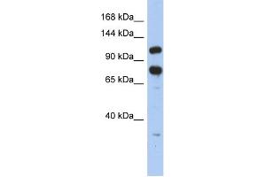 Image no. 2 for anti-Zinc Finger RNA Binding Protein (ZFR) (Middle Region) antibody (ABIN2775852)