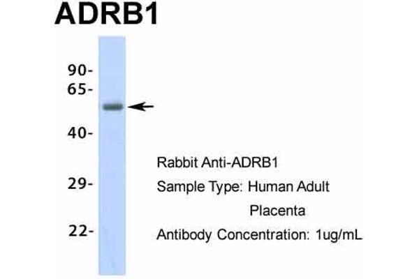 anti-Adrenergic, beta-1-, Receptor (ADRB1) (Middle Region) antibody