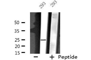 NDFIP1 antibody  (C-Term)