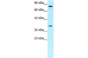 NPAS1 Antikörper  (C-Term)