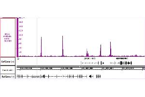 Image no. 1 for anti-Bromodomain Containing 2 (BRD2) (AA 58-232) antibody (ABIN6971457)