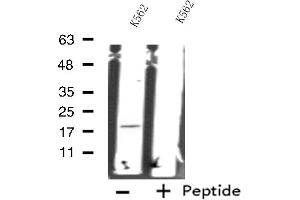 RPS18 antibody