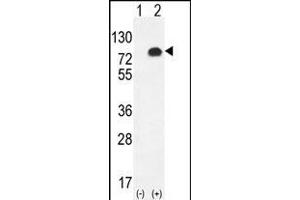 Glypican 6 antibody  (C-Term)
