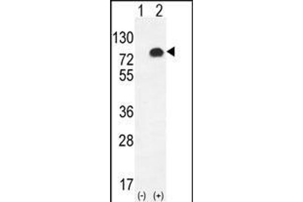 Glypican 6 antibody  (C-Term)