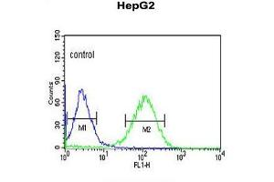 anti-Zinc Finger Protein 202 (ZNF202) (Middle Region) antibody