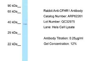 Image no. 1 for anti-Complement Factor H-Related 1 (CFHR1) (N-Term) antibody (ABIN2774339)