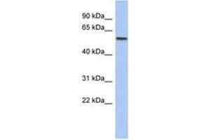 Image no. 1 for anti-Early B-Cell Factor 2 (EBF2) (AA 359-408) antibody (ABIN6742636)