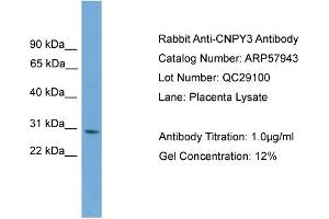 Image no. 2 for anti-Canopy 3 Homolog (CNPY3) (Middle Region) antibody (ABIN2787470)