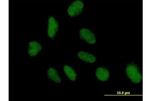 Image no. 2 for anti-Nucleosome Assembly Protein 1-Like 3 (NAP1L3) (AA 1-506) antibody (ABIN518189)