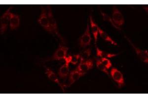 Image no. 1 for anti-Cell Adhesion Molecule 4 (CADM4) antibody (ABIN6256979)