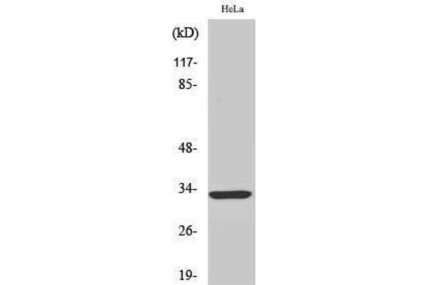 FOXR1 anticorps  (C-Term)