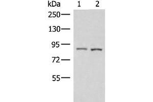 Western blot analysis of 231 and HepG2 cell lysates using CUL4A Polyclonal Antibody at dilution of 1:600