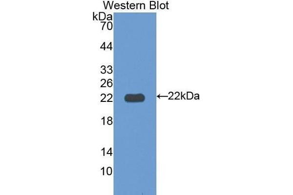 ITLN1/Omentin antibody  (AA 101-292)
