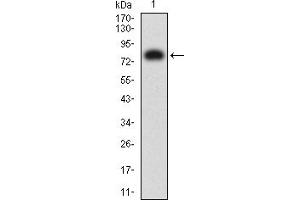 Image no. 1 for anti-CD276 (CD276) (AA 29-466) antibody (ABIN5611271)