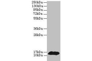 PHPT1 antibody  (AA 1-125)