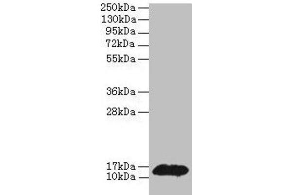 PHPT1 antibody  (AA 1-125)