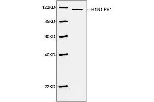Western blot analysis of H1N1 PB1 recombinant protein using H1N1 PB1 antibody (ABIN398951, 1 µg/mL) The signal was developed with IRDyeTM 800 Conjugated Goat Anti-Rabbit IgG.