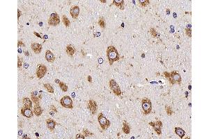 Immunohistochemistry analysis of parafffin-embedded mouse brain using NTS Polyclonal Antibody at dilution of 1:300.