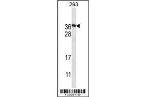 Western Blotting (WB) image for anti-Family with Sequence Similarity 122A (FAM122A) (Center) antibody (ABIN2161071)