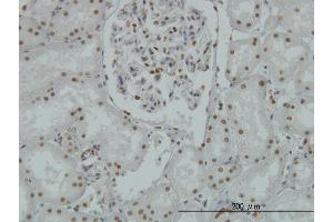 Image no. 4 for anti-Lysine (K)-Specific Demethylase 1A (KDM1A) (AA 753-851) antibody (ABIN564989)