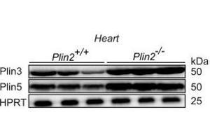 Image no. 1 for anti-Perilipin 5 (PLIN5) (AA 451-463), (C-Term) antibody (ABIN5954656)